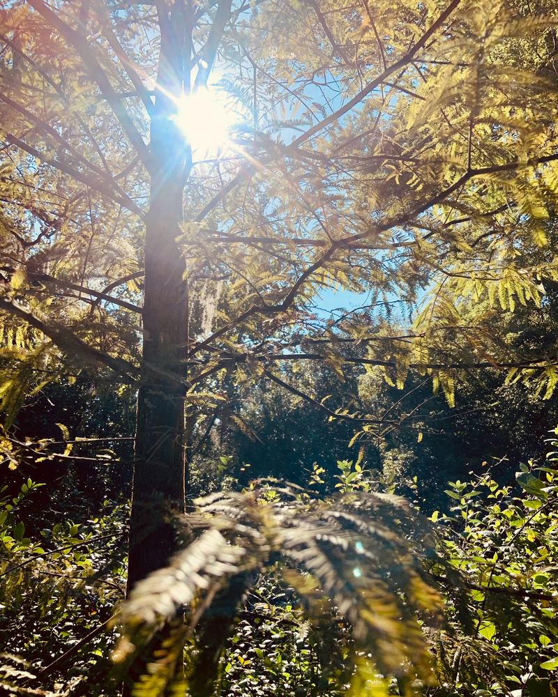Sunlight through woodland trees — Root and Vine Therapies